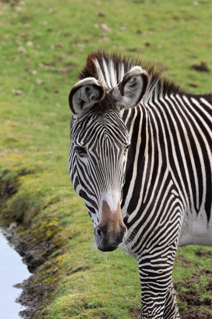 Grevy's zebra looking to the right [portrait] IMAGE: Amy Middleton 2023
